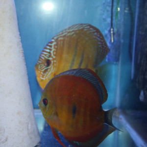 Couple ica red