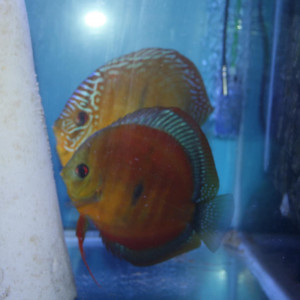 Couple ica red