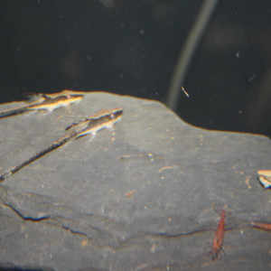 Sturisoma