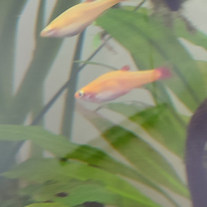Tanichthys gold