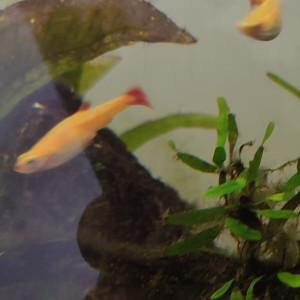 Tanichthys gold