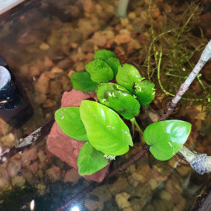 Anubias