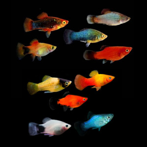 Lot de 12 platys variés