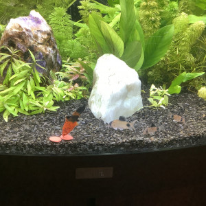 Corydoras pandas