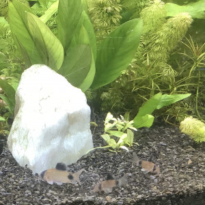 Corydoras pandas