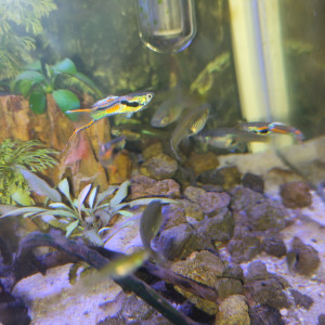 Guppy endler