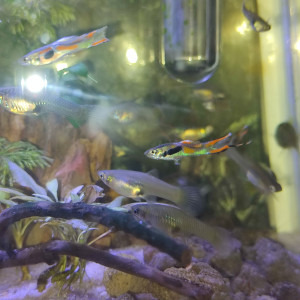 Guppy endler