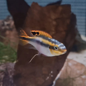 Pelvicachromis pulcher