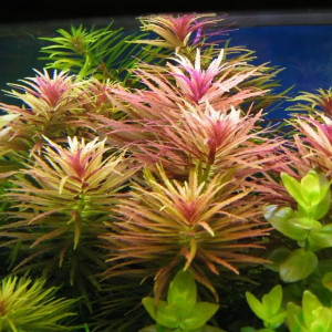 Lot de plantes d'aquarium
