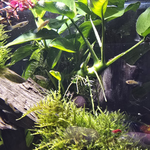Donne bébés Guppys