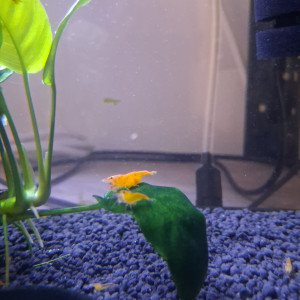 Crevette orange fire