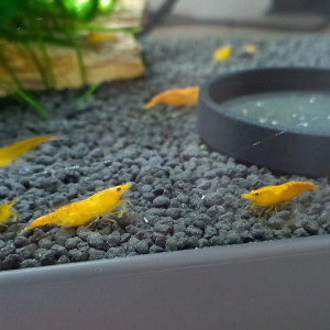 Crevette orange fire