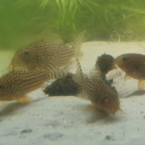 Corydoras Sterbai