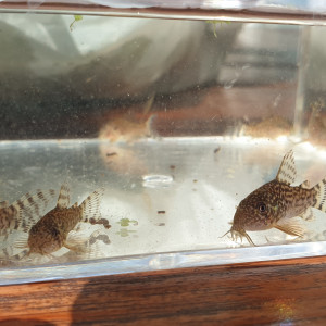 Corydoras Sterbai
