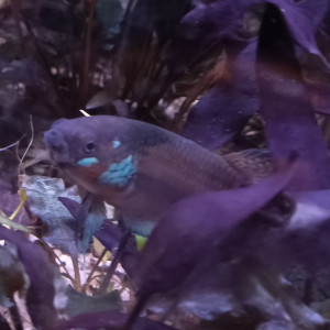 Betta Pallifina adultes