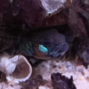 Betta Pallifina adultes