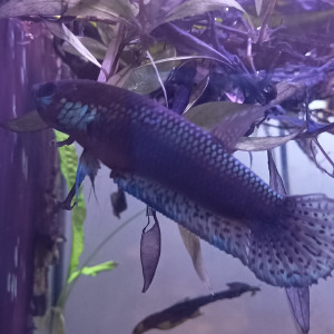 Betta Pallifina adultes