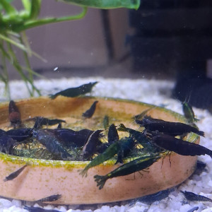 Crevette green jade très foncé