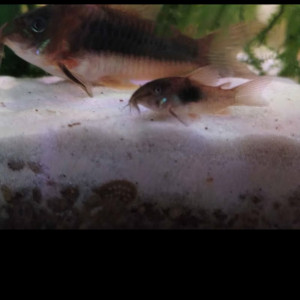 Corydoras aeneus