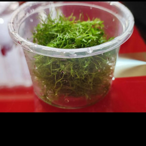 Plantes diverses