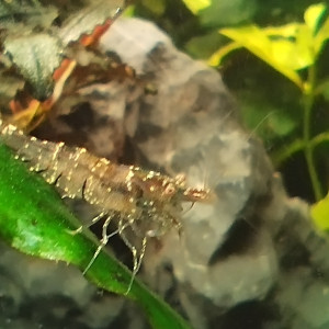 Caridina Malawa "ou mini japonica"