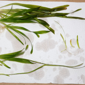Stolons de Vallisneria Spiralis