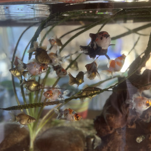 poissons japonais