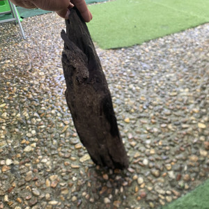 Racine d’environ 50cm