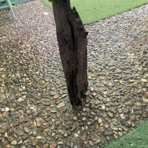 Racine d’environ 50cm