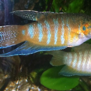 Macropodes Opercularis
