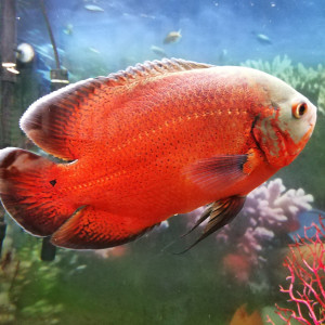 vends oscars astronotus ocellatus