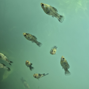 Platy