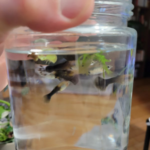 Donne guppy femelles