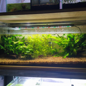 Aqua 80l