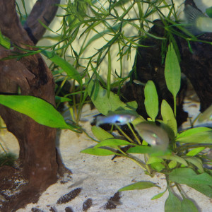 Guppy endler blue japan