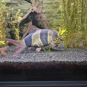 vend  2 loches clown et 1 botia lohachata