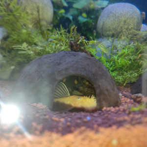 Ancistrus