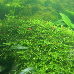 Crevettes red cherry