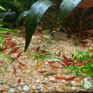 Crevettes red cherry lot de dix