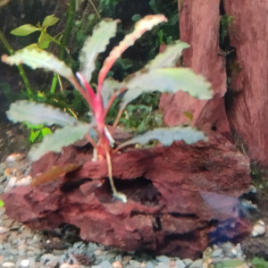 Bucéphalandra Kedagang sur racine
