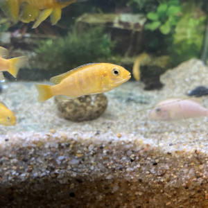 Poissons cichlides caeruleus