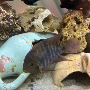 Cichlide Sajica
