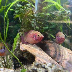 Cichlides hemichromis Lifalili
