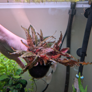 Cryptocoryne wendtii brune