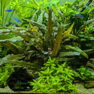 Cryptocoryne wendtii brune