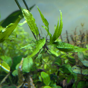 Fougère de java/microsorum pteropus