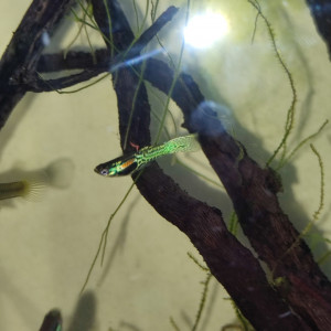 Guppy endler tiger