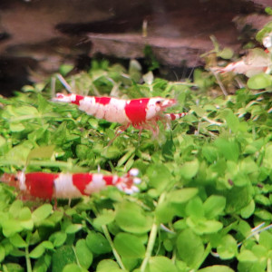 Caridina Red Crystal CRS