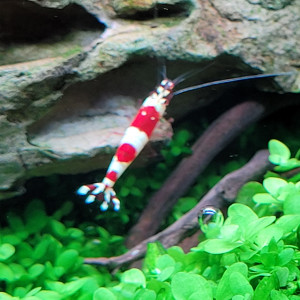 Caridina Red Crystal CRS