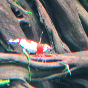Caridina Red Crystal CRS